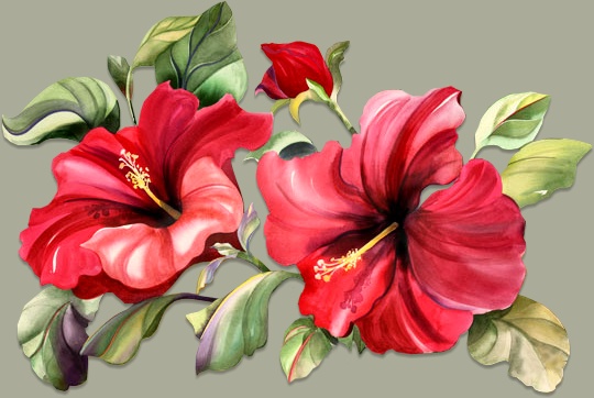 [hibiscus.JPG]