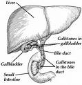 [Gallbladder+Diagram.jpg]