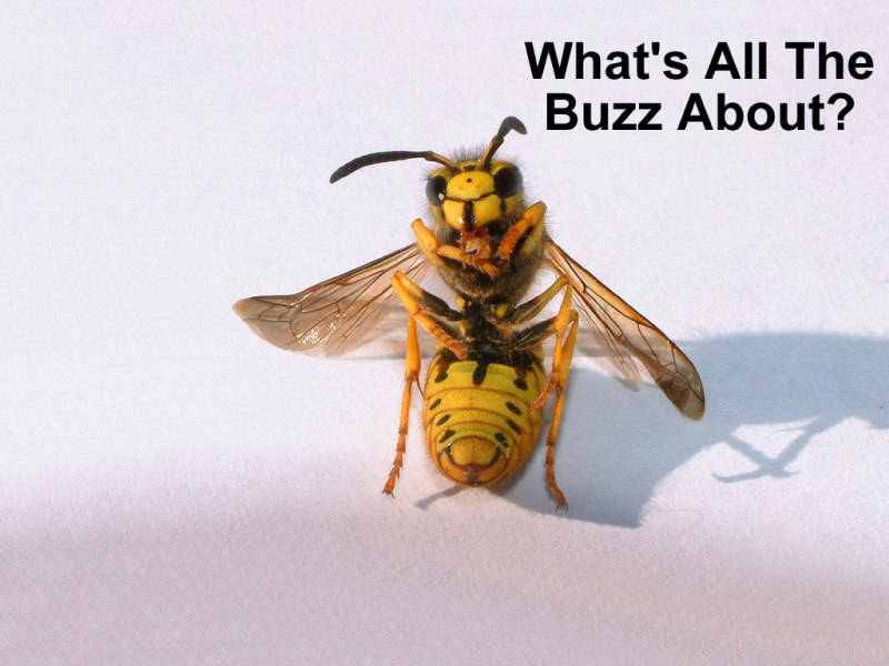 [buzz-bee-funny-wallpapers.jpg]