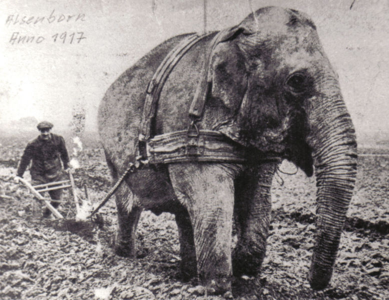 [777px-1917_Elephant_vor_dem_Pflug.jpg]