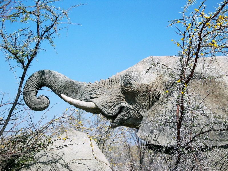 [799px-Elephant_grasping_thorn_tree_by_mexikids.jpg]