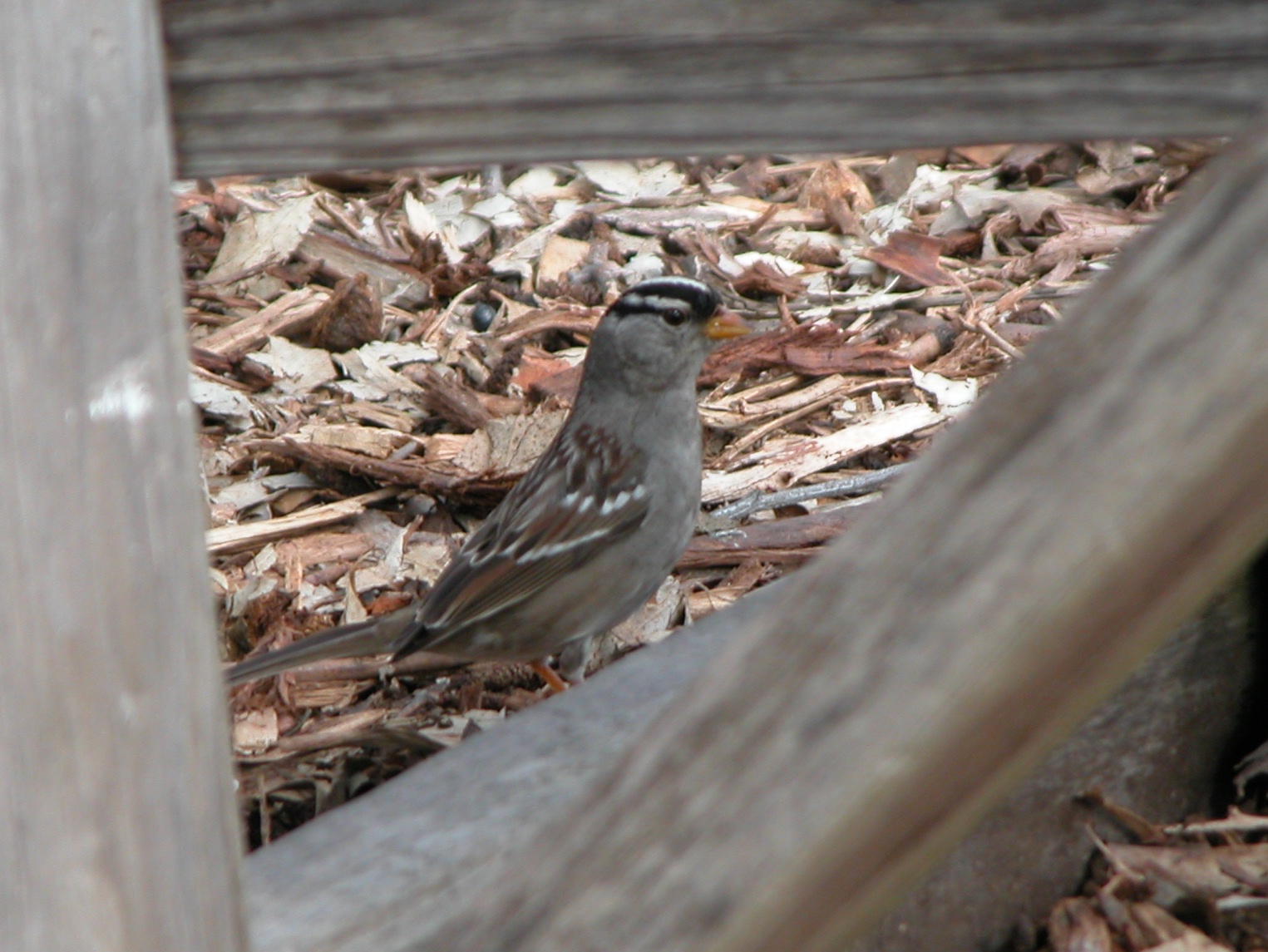 [White-crowned+sparrow.jpg]