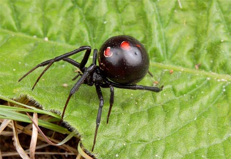 [black-widow-spider-+الحشرات+-Health+Insurance-Health+Insurance.jpg]