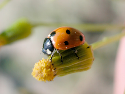 [gtotem_ladybug.jpg]