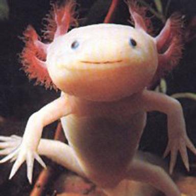 [Axolotl.jpg]