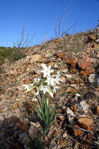 [Narcissus+tazetta+subsp.+papyraceus.jpg]