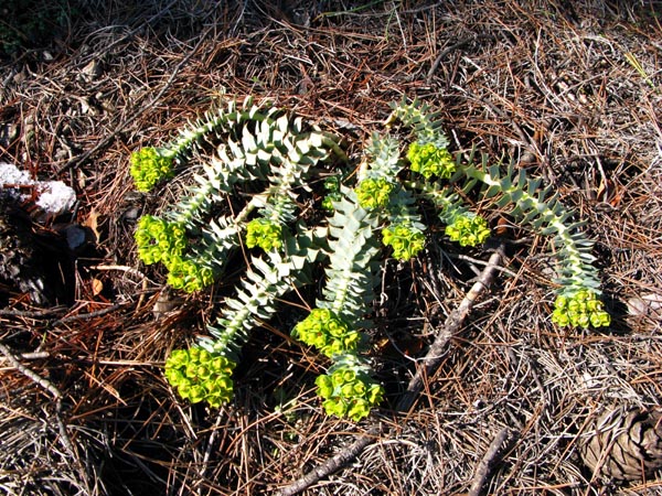 [Euphorbia+myrsinites_01.jpg]