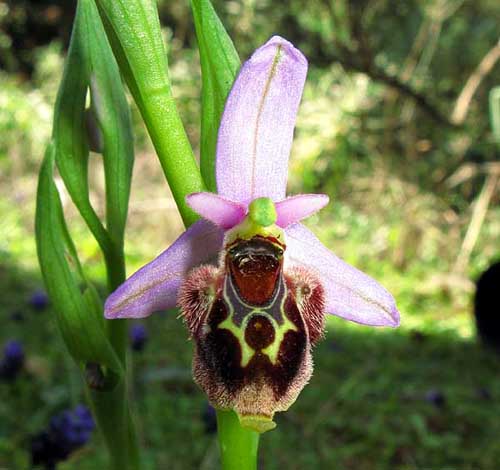 [Ophrys+oestrifera_01.jpg]