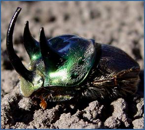 [beetle.jpg]