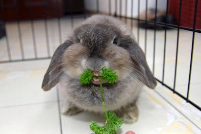 [eat+veggie.jpg]