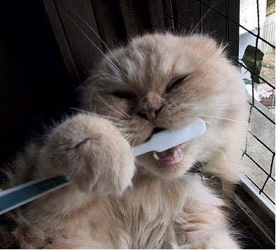 [cat+brush+teeth.jpg]