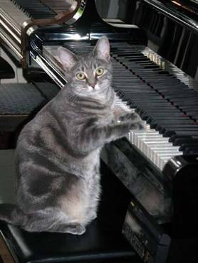 [cat+piano.jpg]