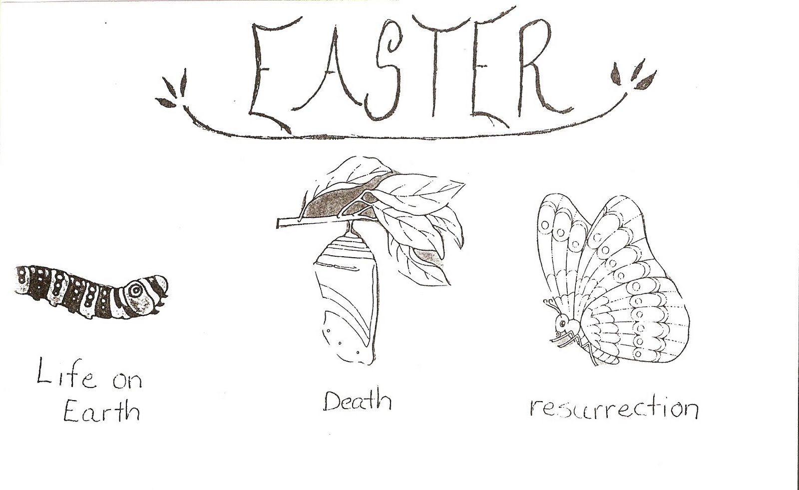 [Easter+butterfly+stages.jpg]