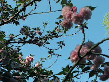 Flowering Cherry (Prunus serrulata)