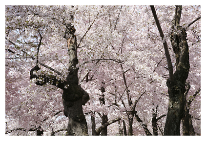 [Cherry+Blossoms.jpg]