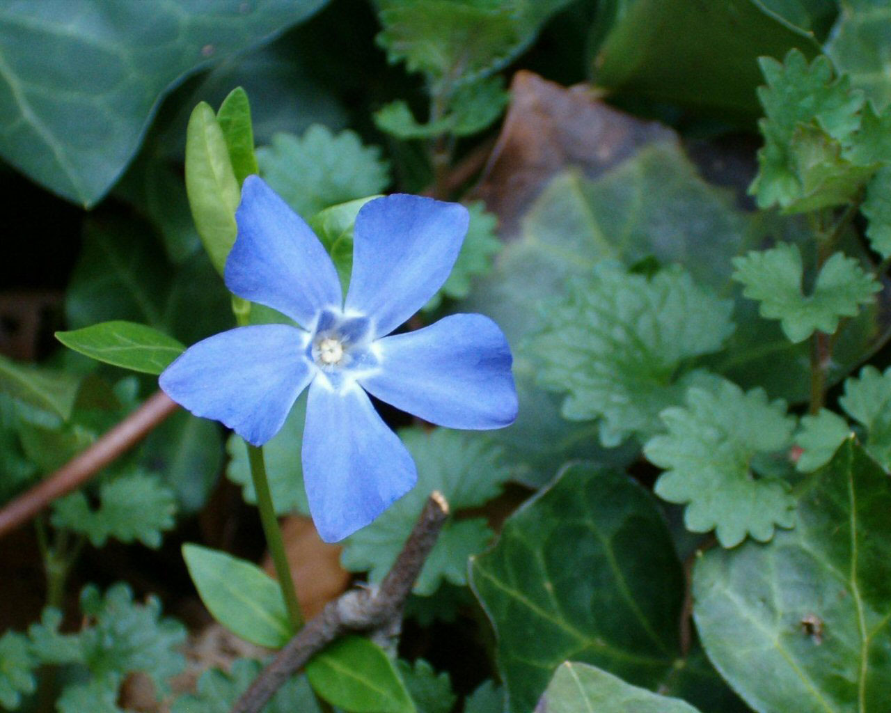 [Blue+Flower.jpg]