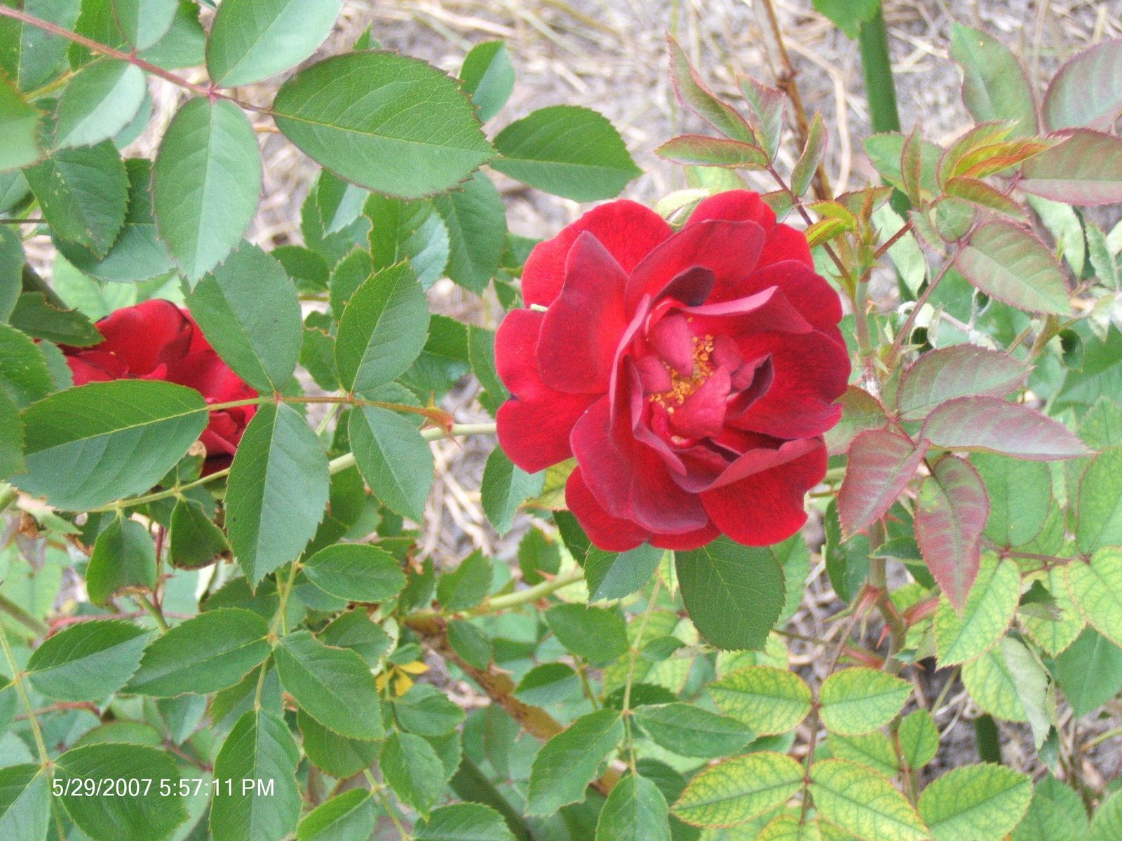 [Rose+bush2.JPG]
