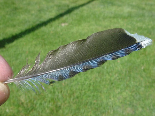 [feather+003+Large+Web+view.jpg]