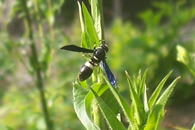 [Black+&+yellow+wasp+with+blue+wings.JPG]