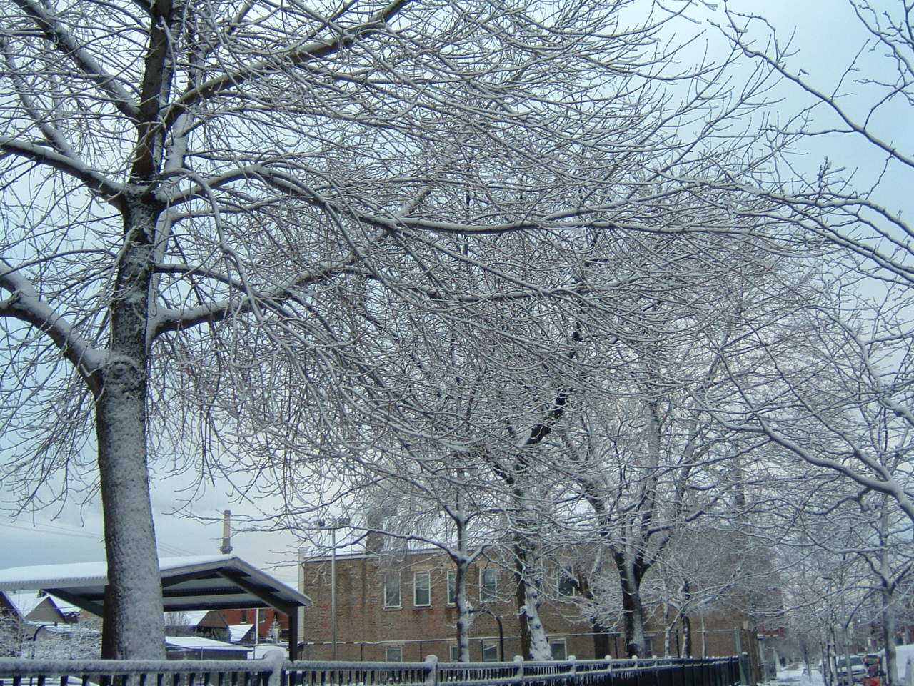 [snowy+trees.JPG]