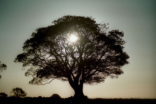 [15_19_9---Sycamore-Tree--Northumberland_web.jpg]