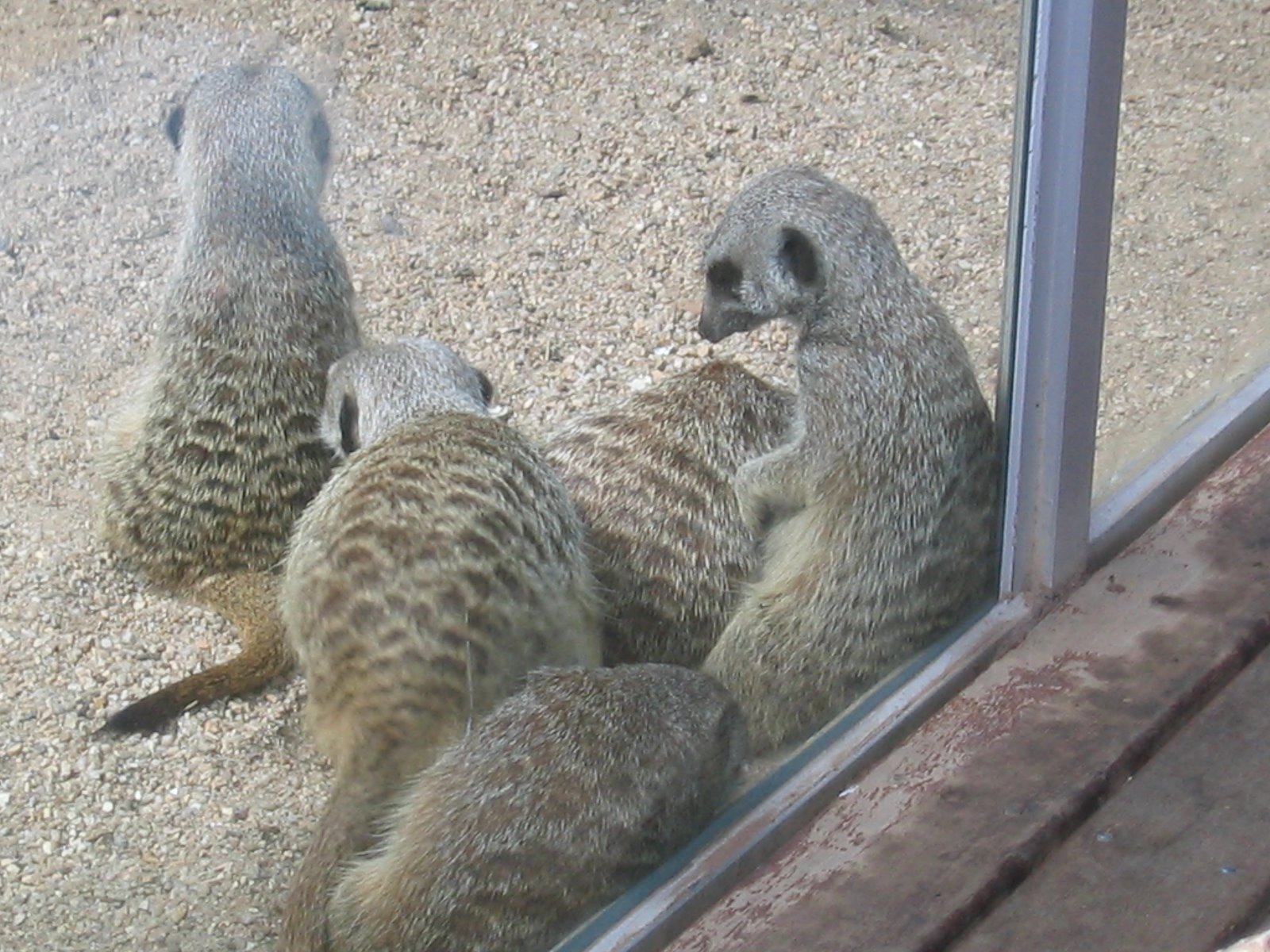 [Meerkats+resting+against+the+glass.jpg]