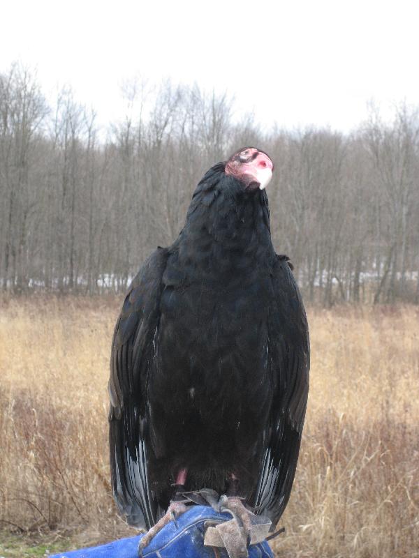 [turkey+vulture+super.jpg]
