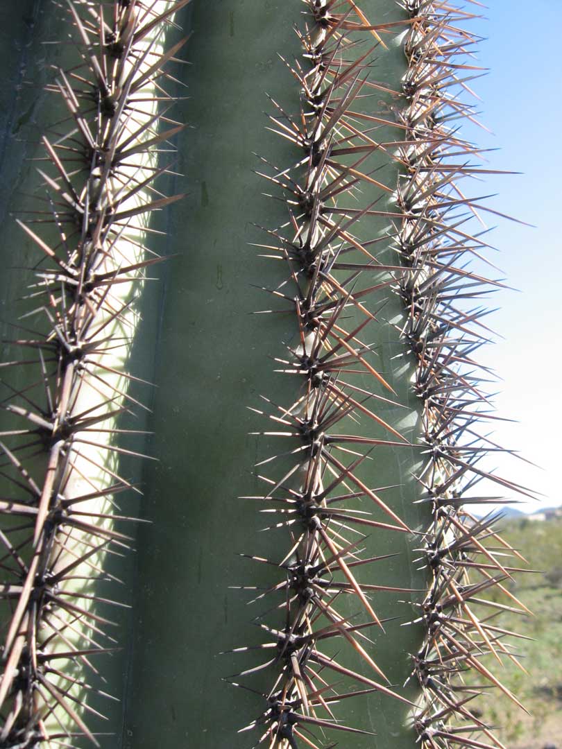 [cactus-thorns.jpg]