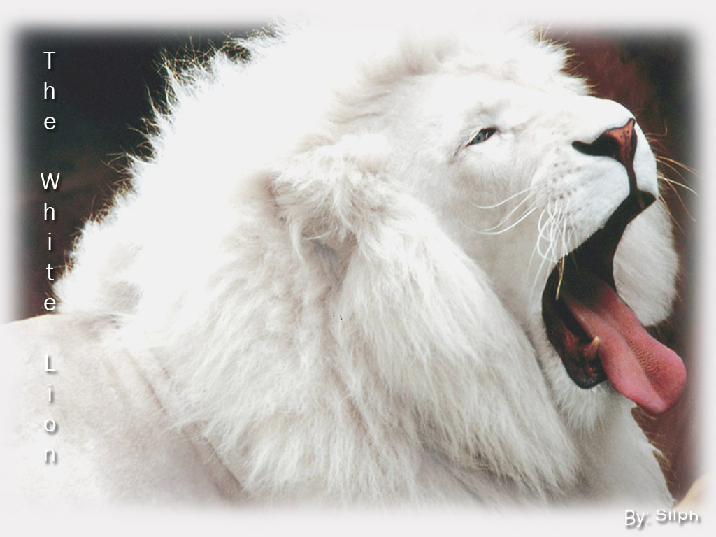 [the+white+lion.jpg]