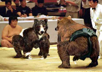 [sumo_bear_fight.jpg]