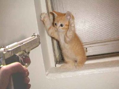 [cat-robbery.jpg]