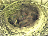 Bird's nest in the eaves of the restored Boarding House 
