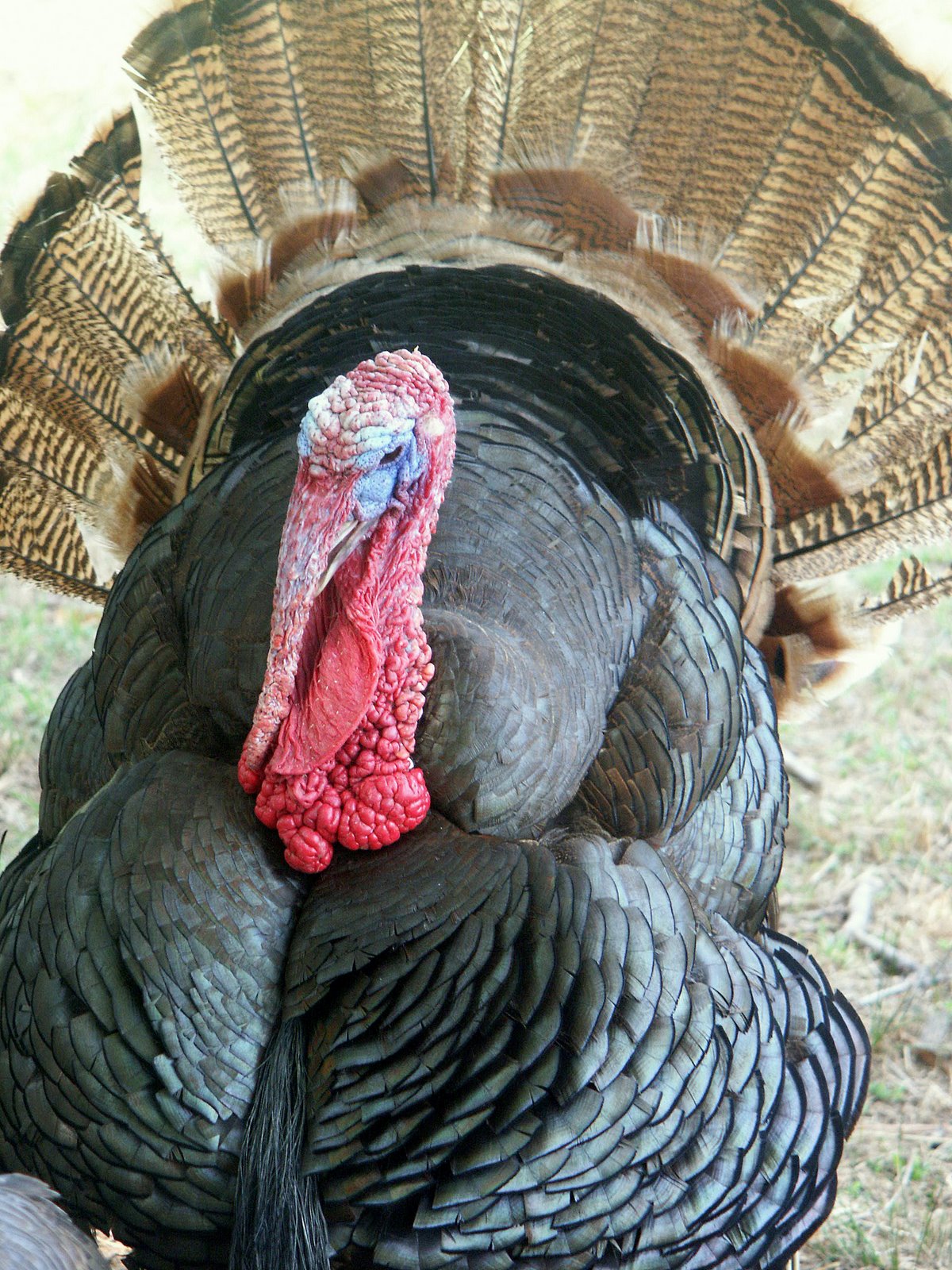 [turkey.JPG]