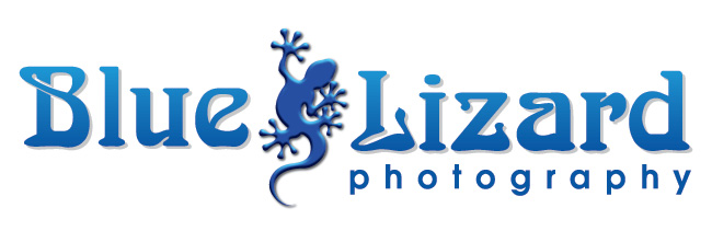 Blue lizard Photography