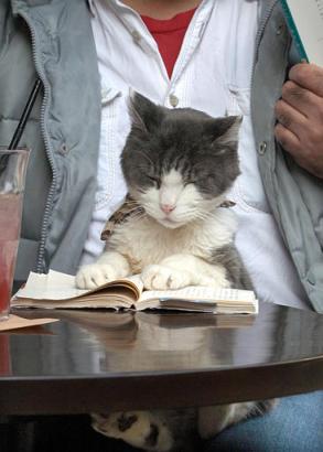 [cat+reading+book.jpg]