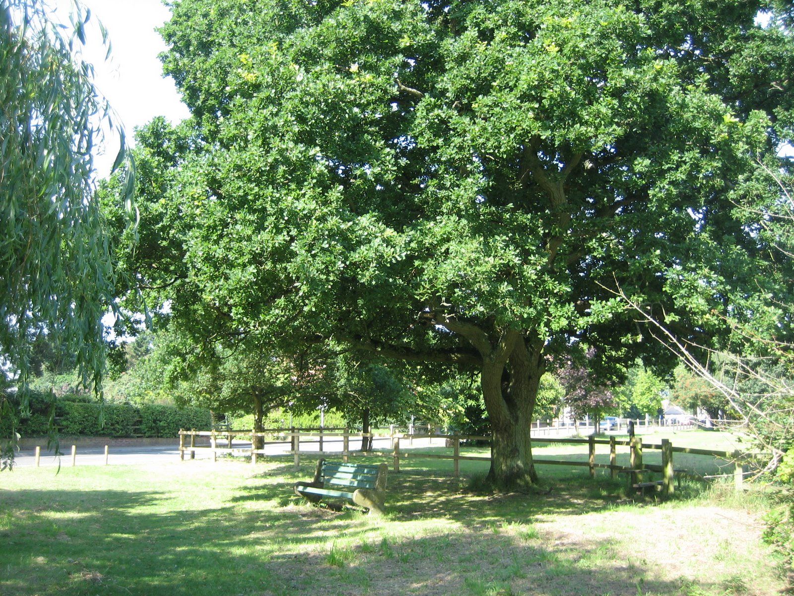 [bench+and+oak+tree.JPG]