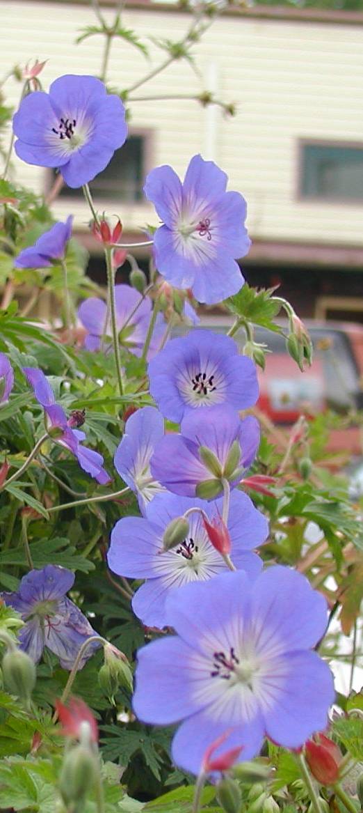 [blueflowers.jpg]