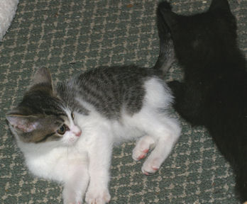 [kittens1_cropped.jpg]