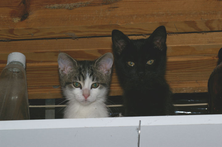 [kittens_on_shelf4_res.jpg]