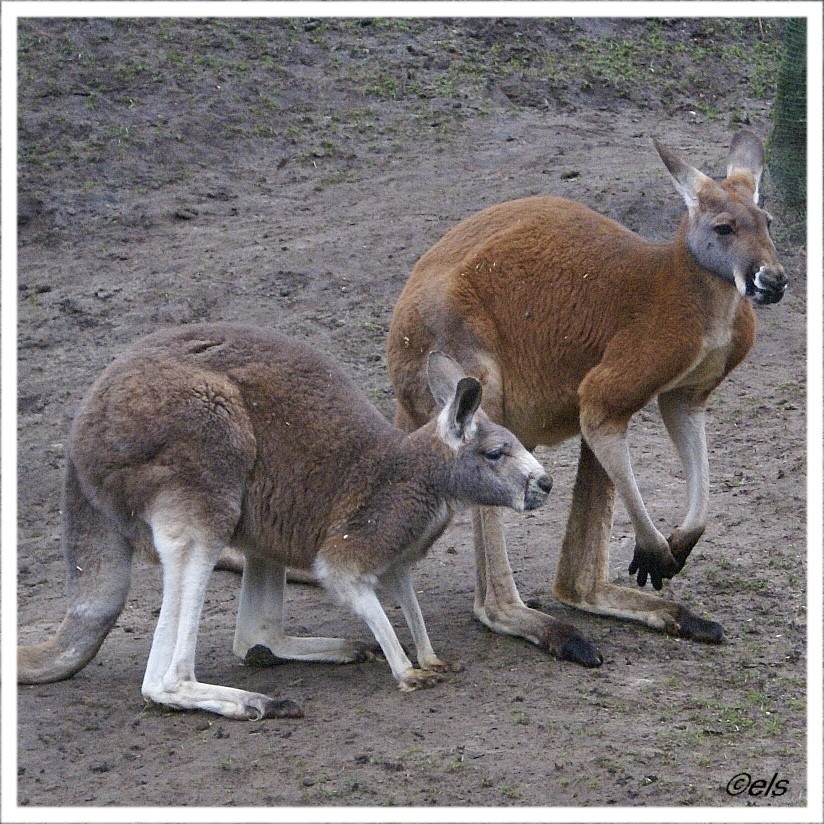 [kangaroe+0+publiek.jpg]