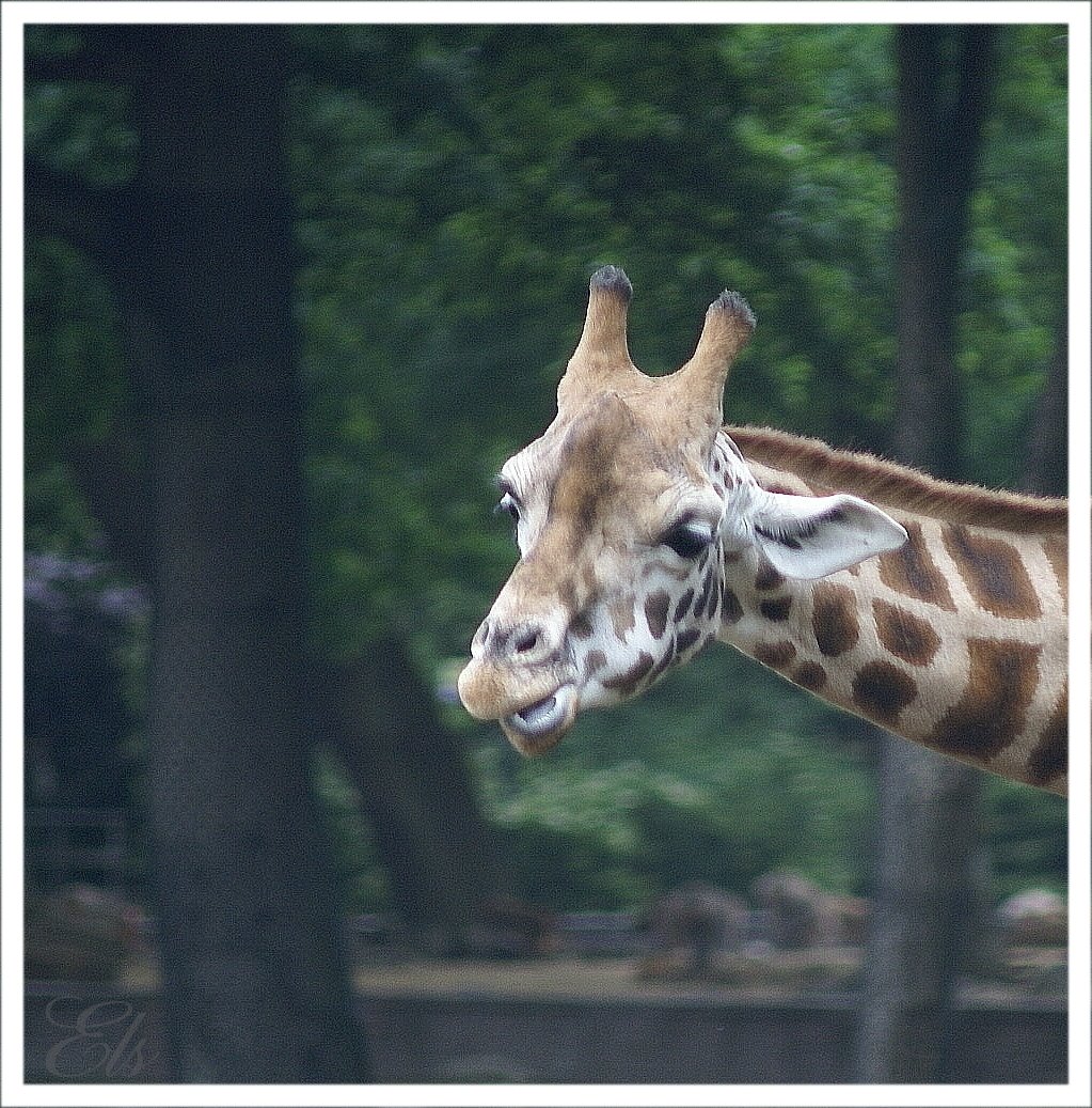 [giraf4.jpg]