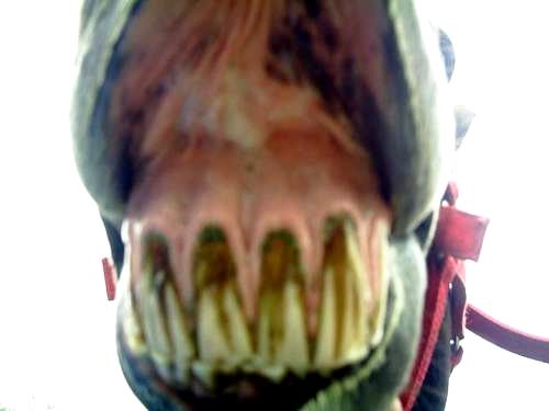[dientes+caballos.jpg]