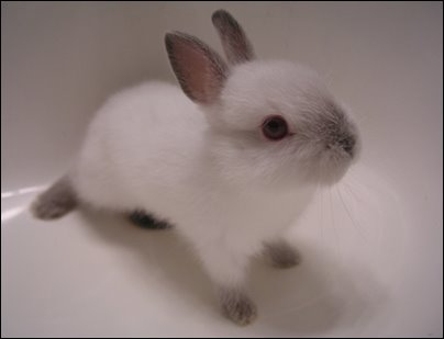 [fluffy-bunny.jpg]