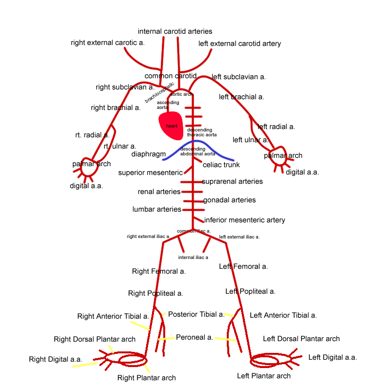 [drawing_circ_arterial_path_whole_body.png]