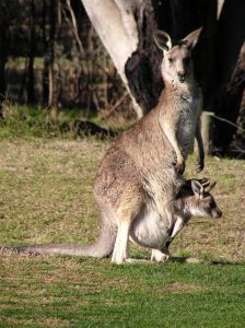 [kangaroo_and_joey.jpg]