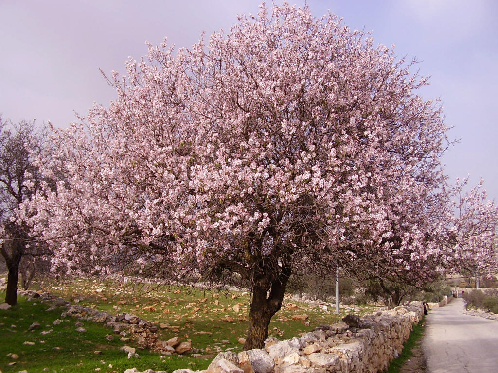 [almond+tree+in+bloom+at+tantur.jpg]