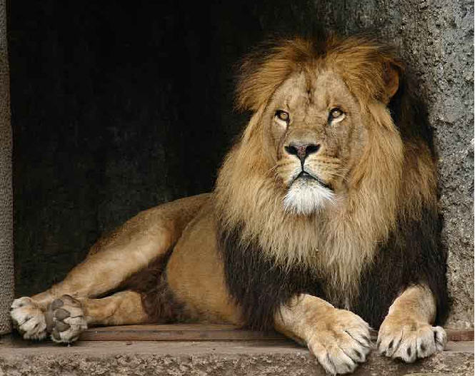 [male+lion.jpg]