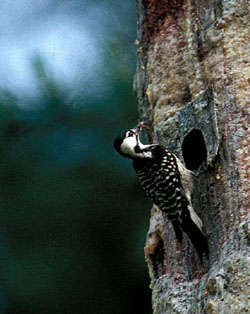 [woodpecker8.jpg]