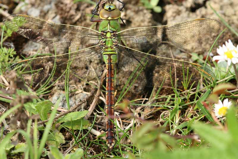 [IMG_9473-Emperor-dragonfly-.jpg]