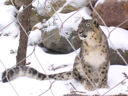 [snowleopard.JPG]